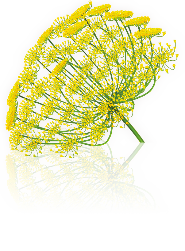 Bitterfenchel
