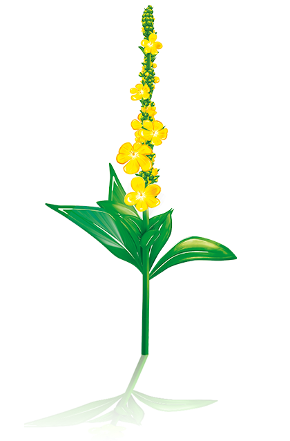 Königskerze